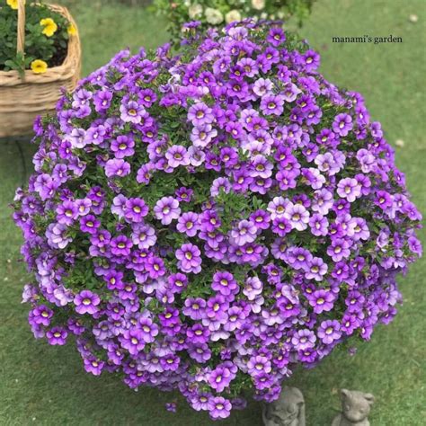 Calibrachoa Care - How To Grow Million Bells Flower [Hanging Baskets ...