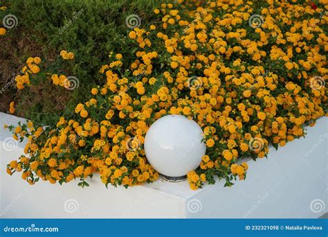Lantana Camara Es Una Especie De Planta Floreciente Dentro De La Familia Verbena Verbenaceae ...