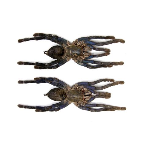 Two (2) Cobalt BLUE Tarantulas (Cyriopagopus lividus) 140mm A1 Stuffed ...