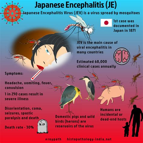 Pathology of Japanese Encephalitis #roypath | Salud publica, Salud, Publicidad