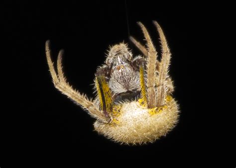 Eriophora ravilla (Tropical Orb-weaver) in Saint Petersburg, Florida ...