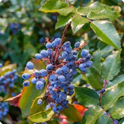 Oregon Grape Seeds – Heirloom Untreated NON-GMO From Canada – The ...