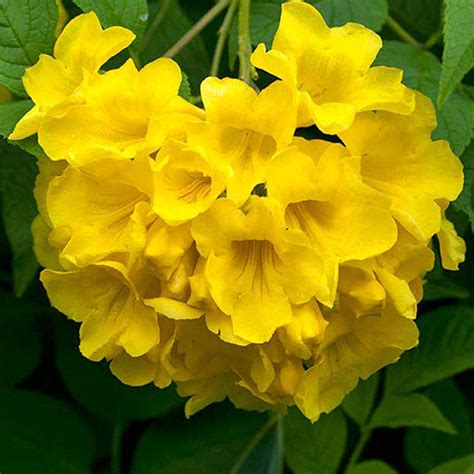 Tecoma gaudichaudi/Yellow Bells- Flowering Shrubs – Exotic Flora