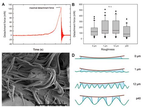Adhesion Performance in the Eggs of the Philippine Leaf Insect Phyllium ...