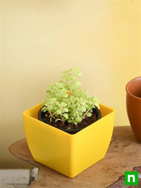 Buy Japanese Golden Ogon Sedum - Succulent Plant online from ...