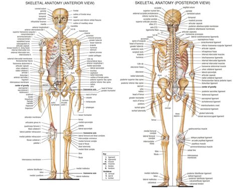 Human bones anatomy, Body bones, Anatomy bones