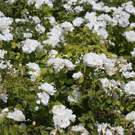White Iceberg Shrub Rose | Plants Express