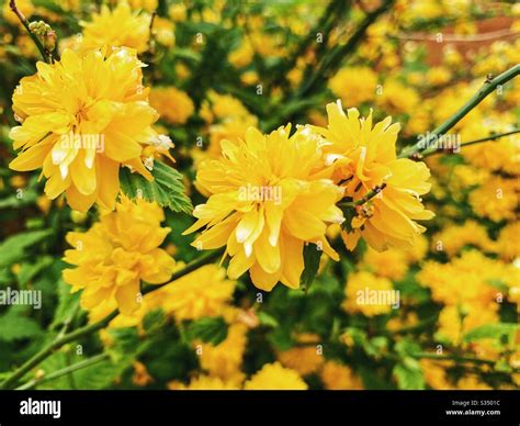 Japanese Kerria, Japanese Rose Plant . A hardy shrub with arching stems ...