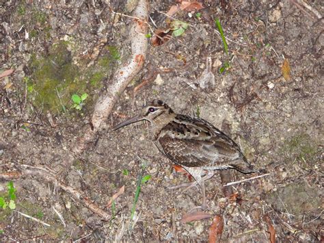 Amami Woodcock – Endemic to Japan | Wildlife of Japan