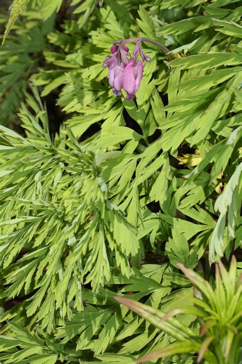 Bleeding Heart (Dicentra formosa) - Growing Guide