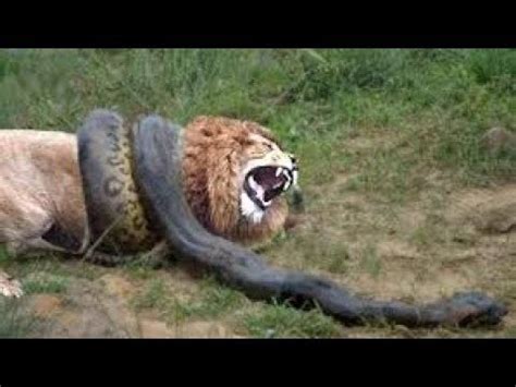 Image result for Lion vs Python
