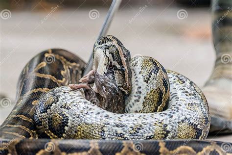 Image result for Giant Python Eating