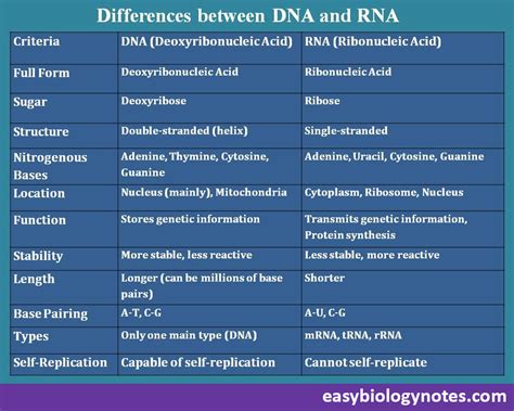 Biology DNA and RNA 的图像结果
