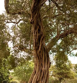Dendrochronology Course Online Tuition Classes || SSSi