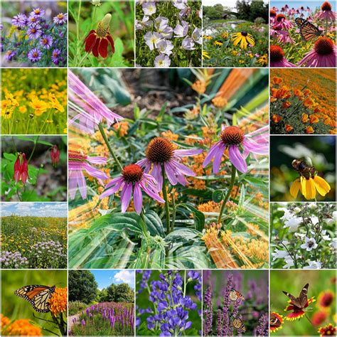 Naturally Native Jumbo Seed Packet (BOGO) – Vermont Wildflower Farm