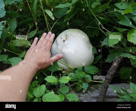 giant puffball (Calvatia gigantea) Fungi Stock Photo - Alamy