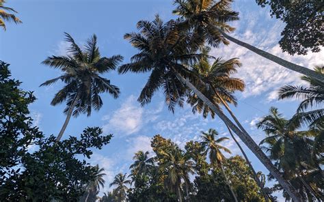 Download wallpaper 1680x1050 palm trees, tropics, sky, trees, branches ...