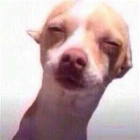 ปักพินโดย Menoon Churarat ใน Memes | ภาพหมาขำขัน, ภาพสัตว์ตลกๆ, รูปสัตว์ขำๆ