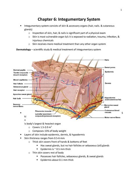 Chapter 53 Integumentary System at Aiden Ligar blog