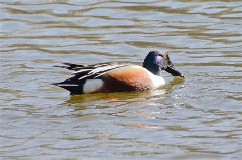 Urban Wildlife Guide: Northern Shoveler Ducks