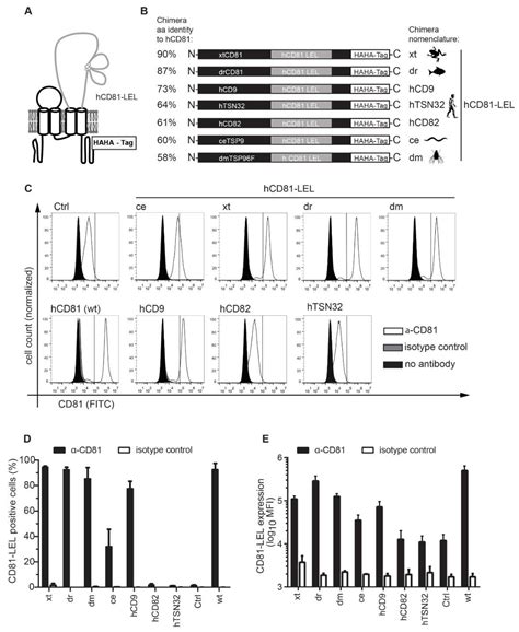 CD81 Receptor Regions outside the Large Extracellular Loop Determine ...