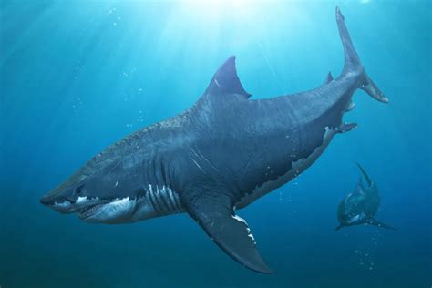 巨齿鲨化石鉴定新方法，将拉近我们与它的距离，对其会更加了解|巨齿|鲨鱼|鉴定_新浪新闻