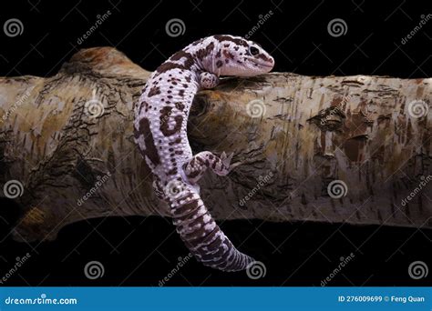 An African Fat Tailed Gecko.this Reptile Has the Scientific Name ...