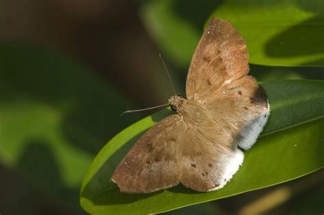Tagiades japetus obscurus | Butterfly
