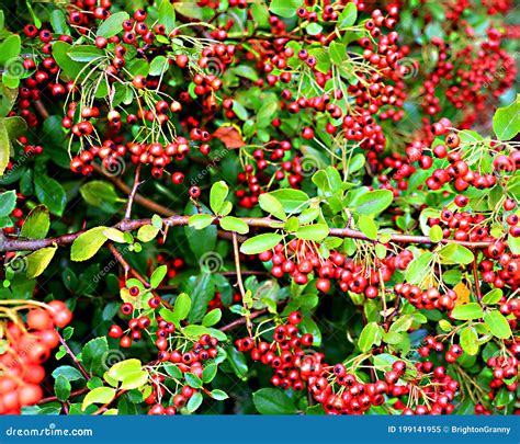 Pyracantha Bush with Red Berries Stock Image - Image of leaves ...