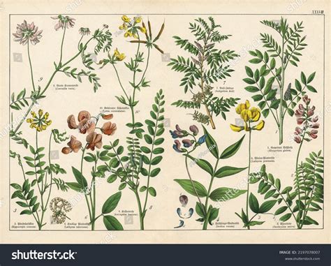Botany Plants