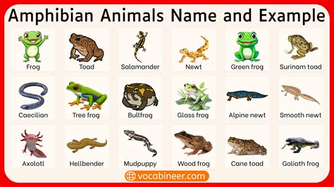 List of Amphibian Animals Name with Pictures for Learning