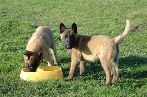 Homemade Dog Food For Belgian Malinois Benefits (+Recipe)
