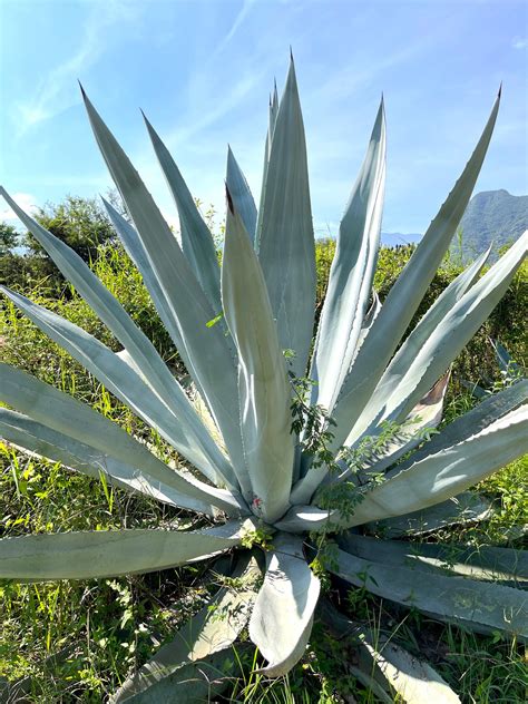 Agave americana – Cold Hardy Desert Plant – Woodlanders