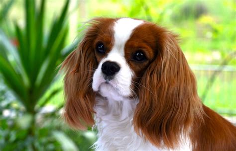 Cavalier King Charles Spaniel Wallpapers - Wallpaper Cave