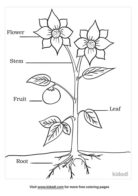 Parts Of A Plant Coloring Pages For Kids