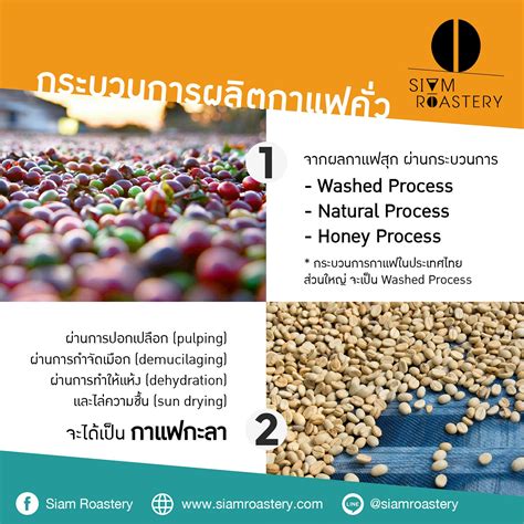 เมล็ดกาแฟดอยช้าง | Doi Chang (Anaerobic + Yeast Process)