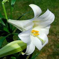 Image result for Artificial Miniature Easter Lily