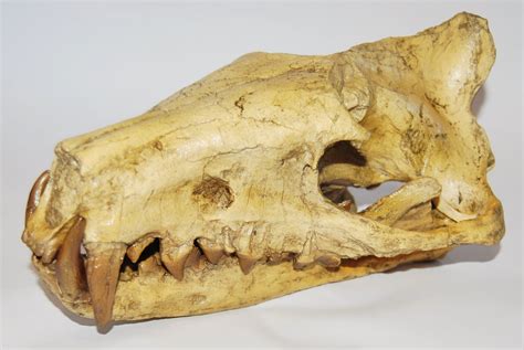Hyaenodon Skull
