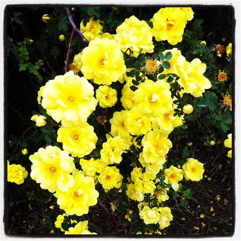 Yellow Rose Bush Types at Robbin Wood blog