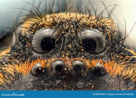 Tarantula Spider Eyes