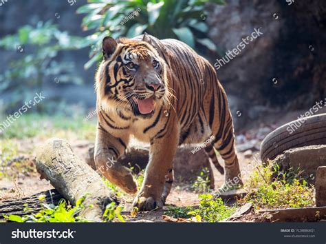 Phylum Chordata Animals