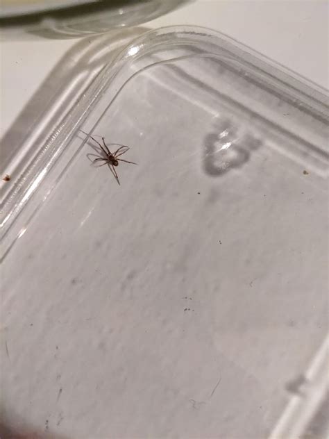 Male brown recluse? US, Tennessee : r/spiders