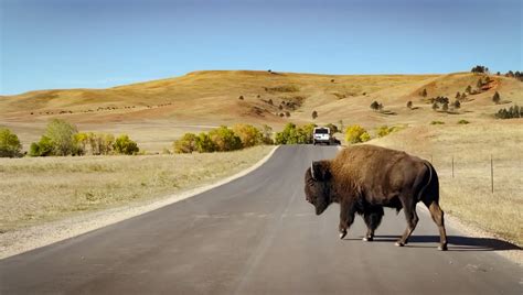 Wildlife Loop Road: Erlebe die faszinierende Fahrt im Custer State Park