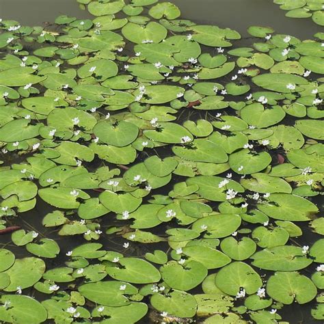 Nymphoides aquatica