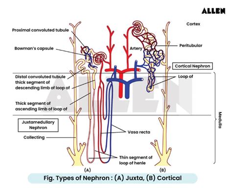Understand Excretory Products And Their Elimination
