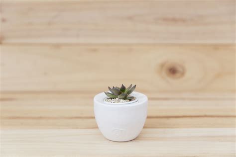 Habibi Iris Planter | Handmade ceramic planter for succulents or cacti ...