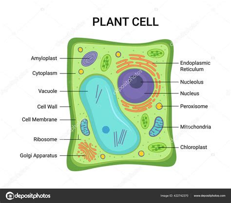The Pioneer Of Plant Cell Nucleus Discovery: Robert Brown's Legacy In Biology - Vision Mirror