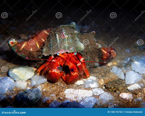 Red Hermit Crab with Anemone - Dardanus Arrosor Stock Photo - Image of ...