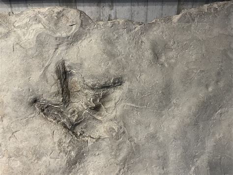 What's the Deal With: The Diatryma? | Cascadia Daily News