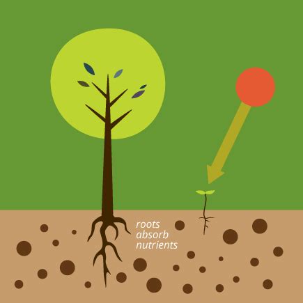 Learn the process and benefits of composting leaves